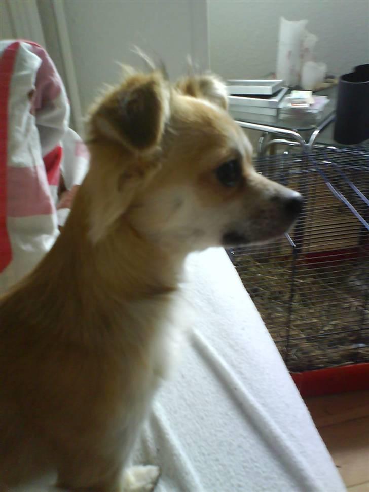 Chihuahua Bertha - diva?? XD billede 6