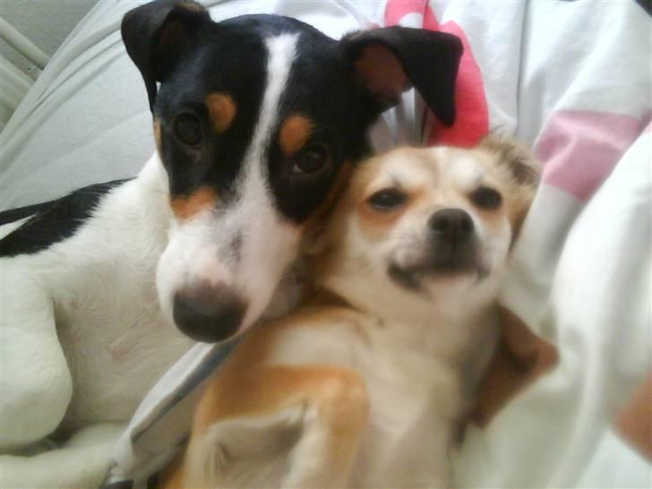 Chihuahua Bertha - mig og min bedste ven <3 billede 7