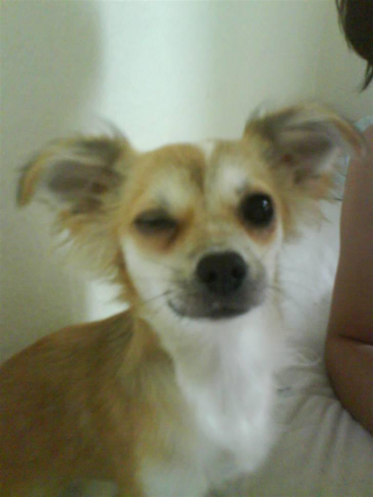 Chihuahua Bertha - hvad så der! :D billede 8