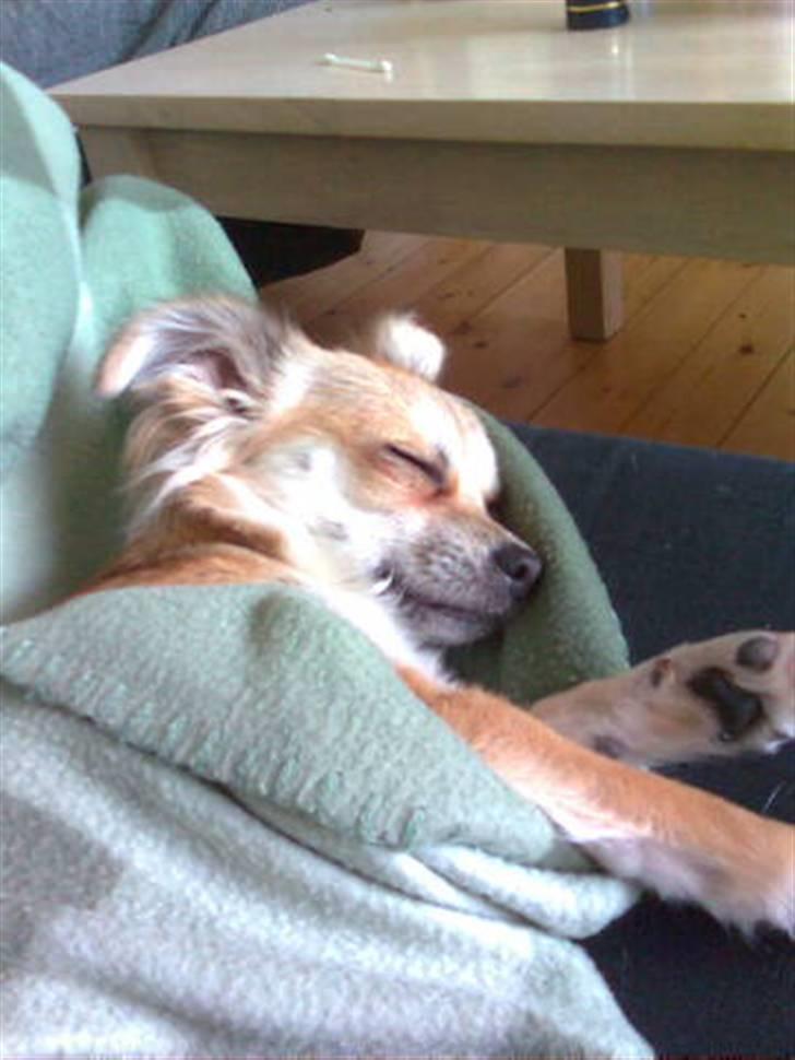 Chihuahua Bertha - jeg får lige en lille lur billede 9