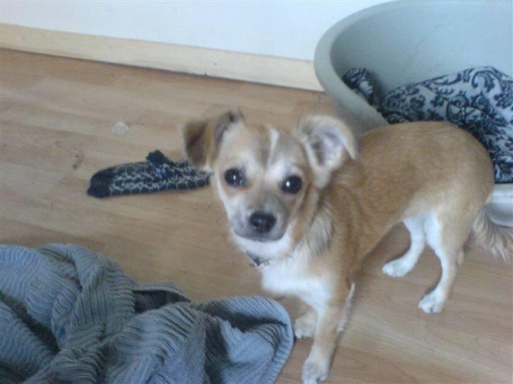 Chihuahua Bertha - er jeg ikke smuk billede 10