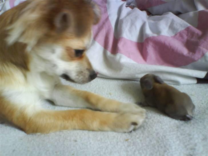 Chihuahua Bertha - en kaninunge! jeg elsker kaninunger XD billede 11