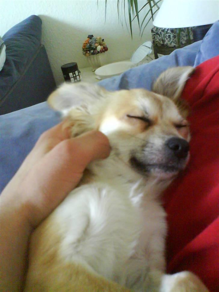 Chihuahua Bertha - jeg ligger og sover i min fars arme <3 dejligt billede 12
