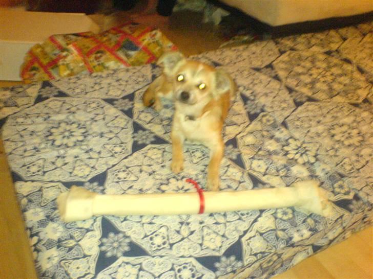 Chihuahua Bertha - juleaften. og jeg fik et kæmpe kødben! og jeg kan bære det helt selv :D billede 13