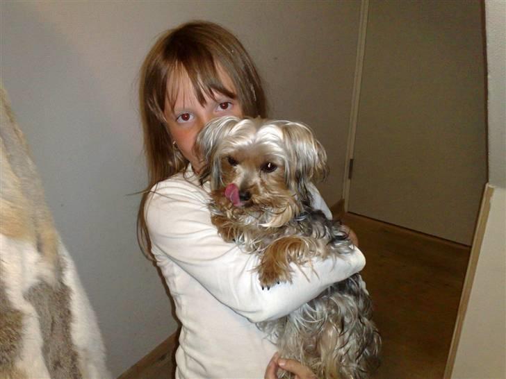 Yorkshire terrier Cookie billede 2