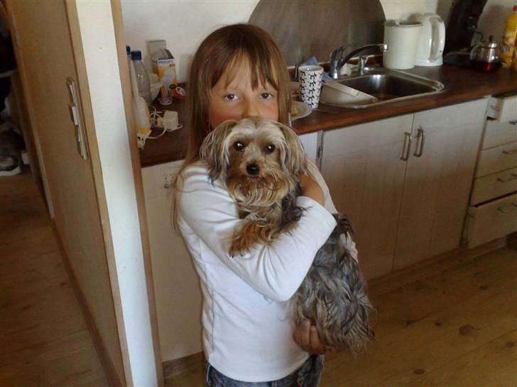 Yorkshire terrier Cookie billede 3