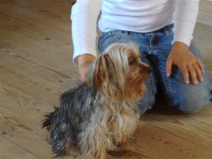 Yorkshire terrier Cookie billede 4