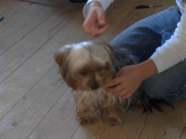 Yorkshire terrier Cookie billede 5