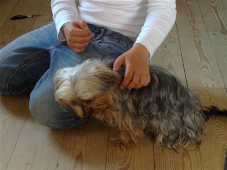 Yorkshire terrier Cookie billede 6
