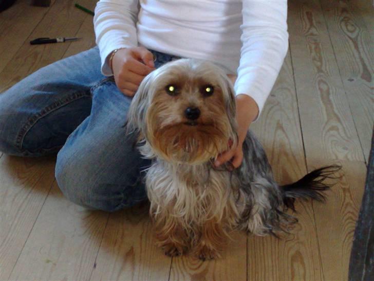 Yorkshire terrier Cookie billede 7