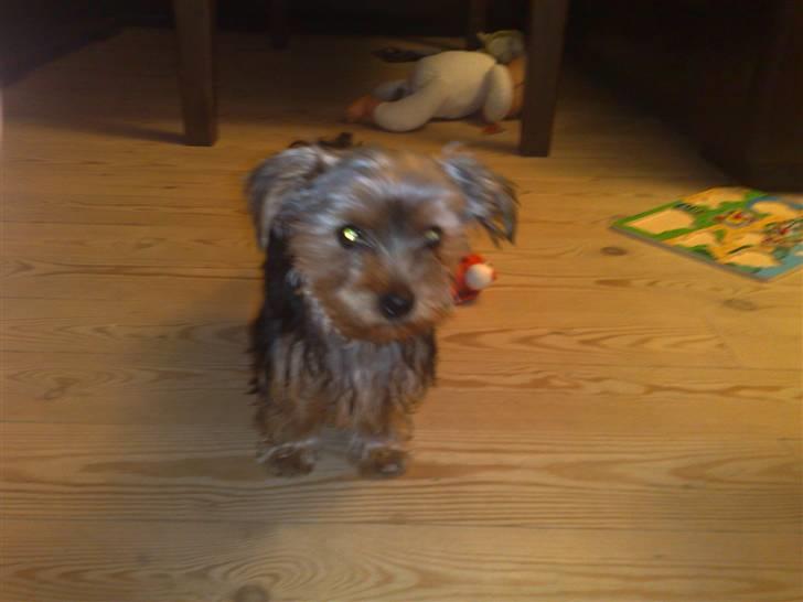 Yorkshire terrier Cookie billede 8