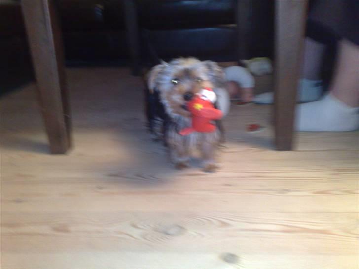 Yorkshire terrier Cookie billede 9