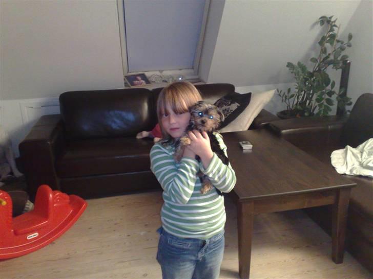 Yorkshire terrier Cookie billede 10