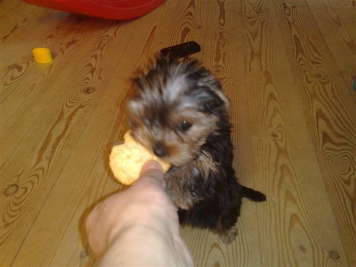 Yorkshire terrier Cookie billede 11