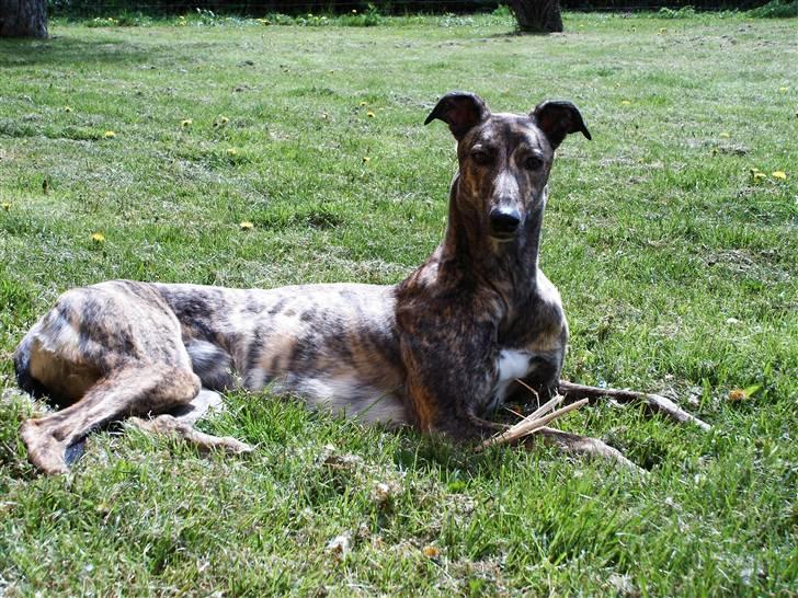 Greyhound Jaxx Nala billede 7