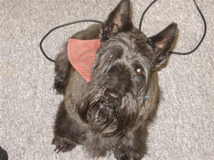 Skotsk terrier Tiger billede 1