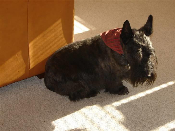 Skotsk terrier Tiger billede 2