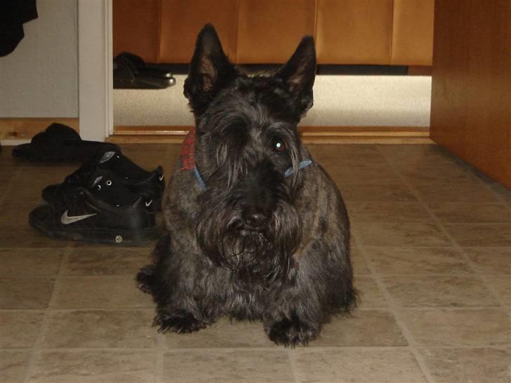 Skotsk terrier Tiger billede 3