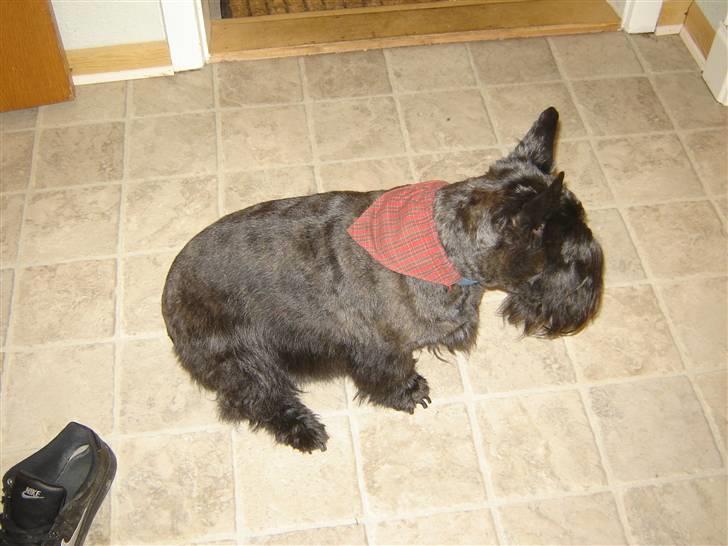 Skotsk terrier Tiger billede 4