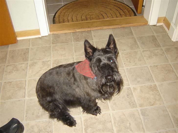 Skotsk terrier Tiger billede 5