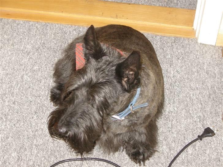 Skotsk terrier Tiger billede 6