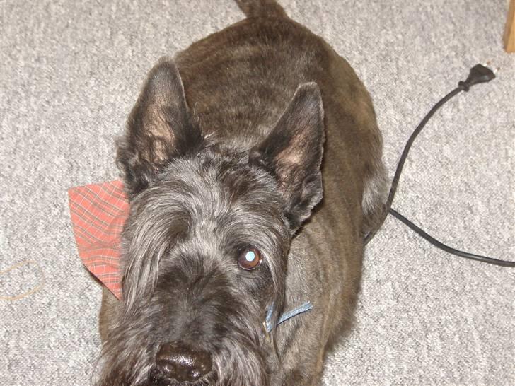 Skotsk terrier Tiger billede 7