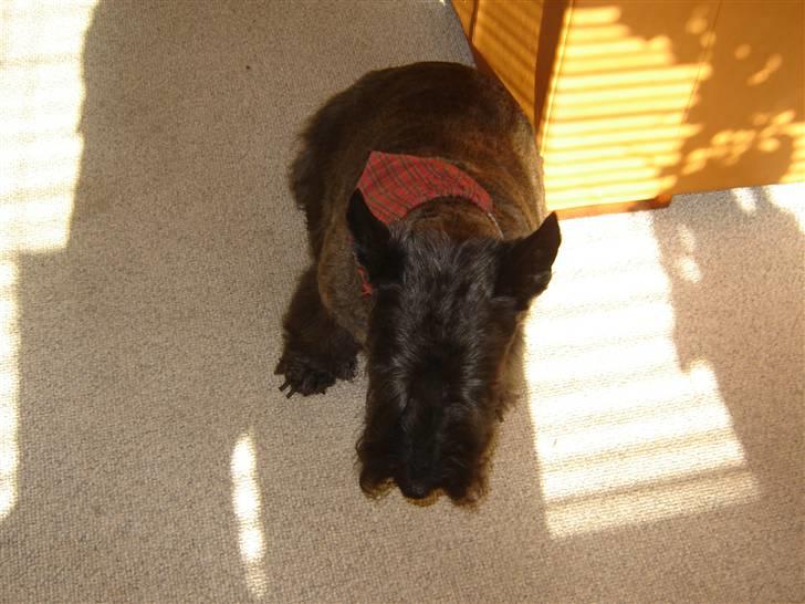 Skotsk terrier Tiger billede 8