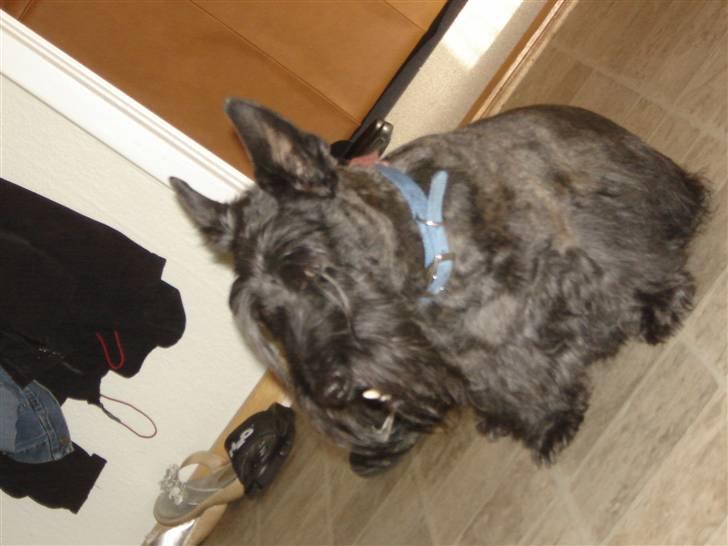 Skotsk terrier Tiger billede 9