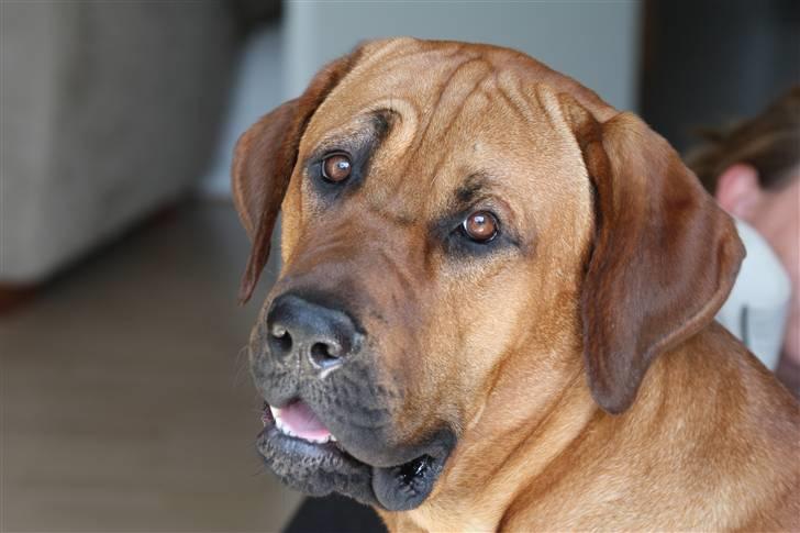 Broholmer Aslan - Godaw do. Min mor siger jeg er verdens mest lækre hund <3  billede 1