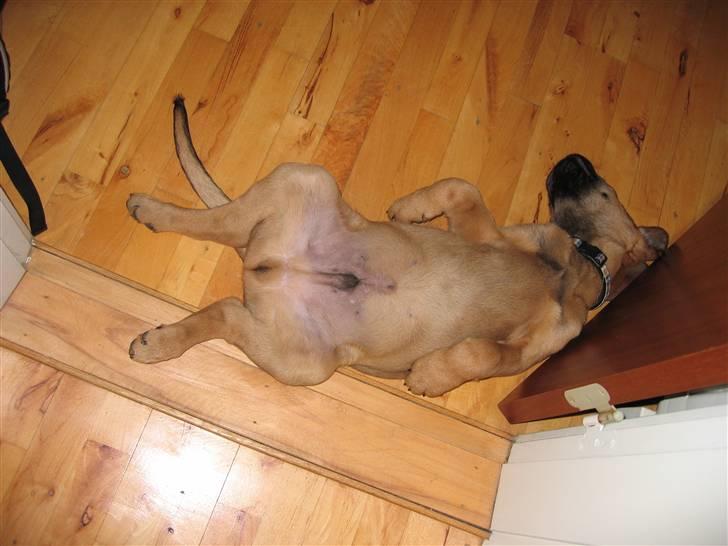 Broholmer Aslan - Når man er hvalp går man kold de mest mærkelige steder. billede 2