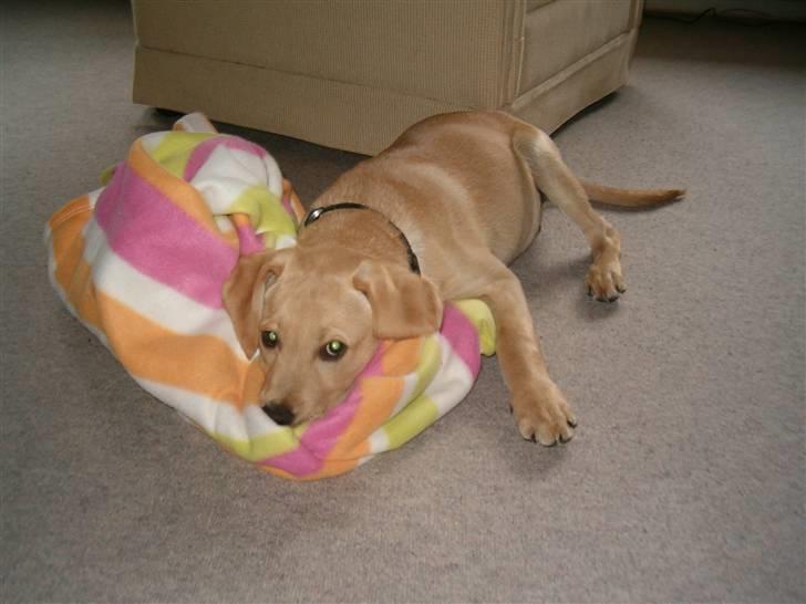 Labrador retriever Buster billede 1