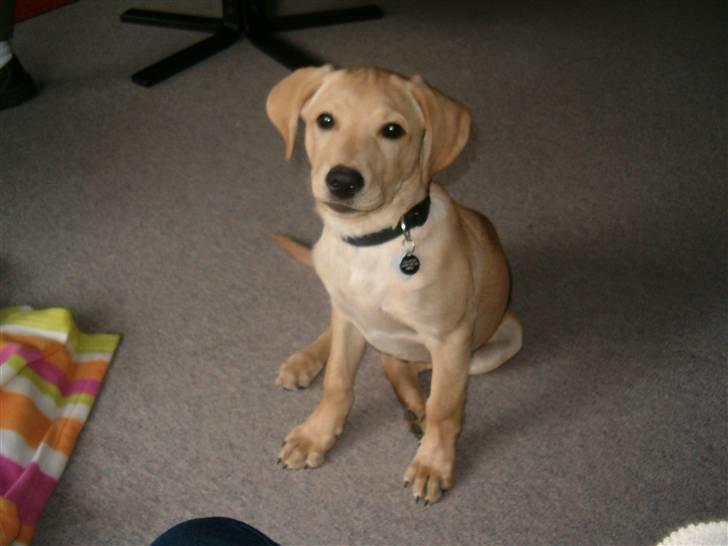 Labrador retriever Buster billede 2