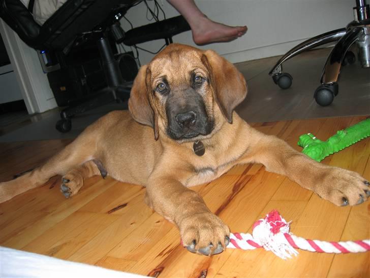 Broholmer Aslan - Jeg er ikke så gammel, men darn it, jeg er sød <3 billede 3