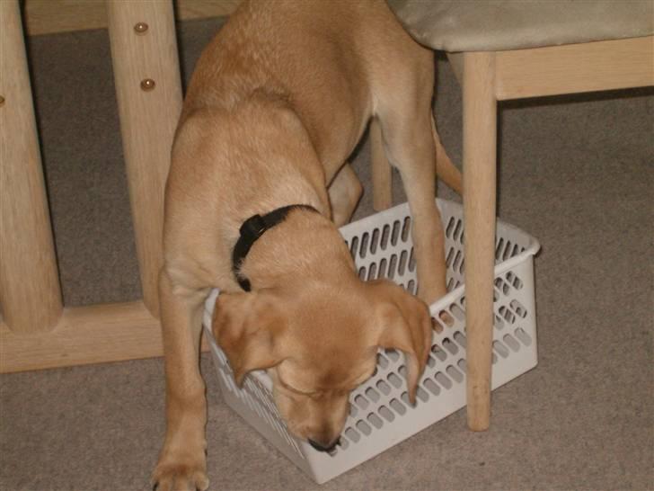 Labrador retriever Buster billede 3