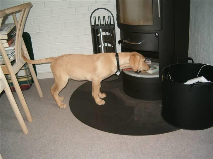 Labrador retriever Buster billede 4