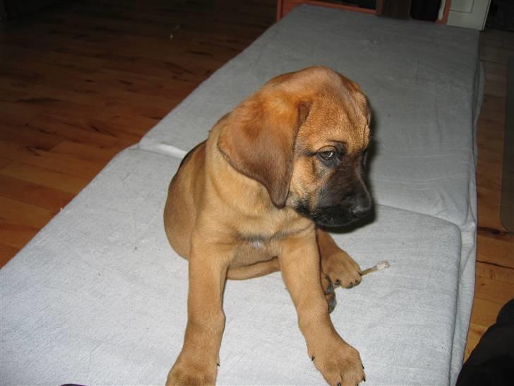 Broholmer Aslan - Ligner jeg vel en der er på vej til at overtage verdensherredømmet (det mente min  tidligere dyrelæge)  billede 4