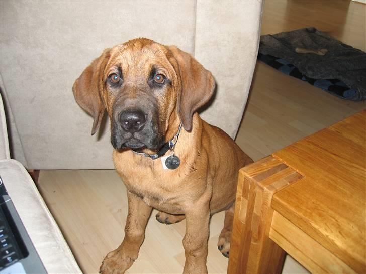 Broholmer Aslan billede 5