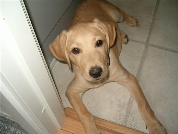 Labrador retriever Buster billede 5