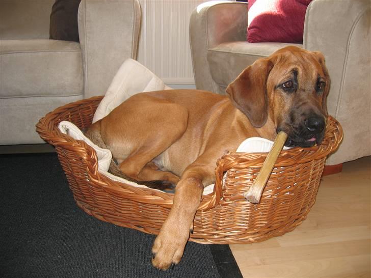 Broholmer Aslan - Jeg HAR jo sagt det en million gange, jeg er IKKE særlig stor altså!  billede 8