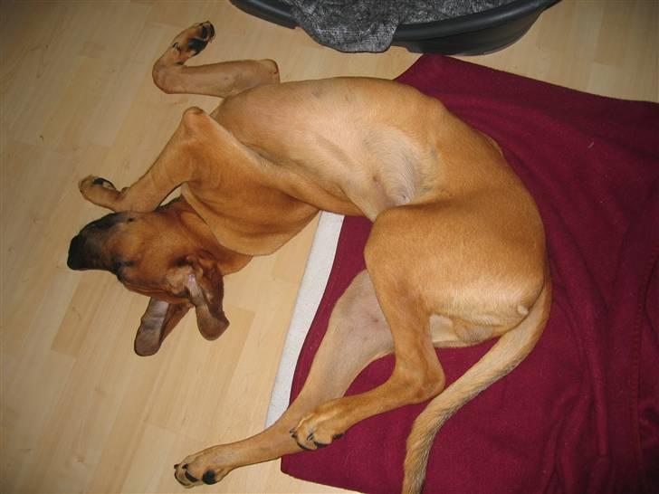 Broholmer Aslan - Knogler? Skelet? Hvad er det?  billede 9