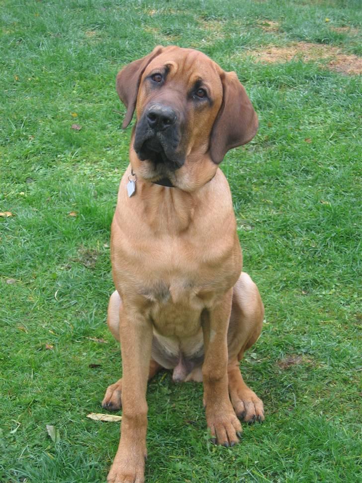 Broholmer Aslan billede 10