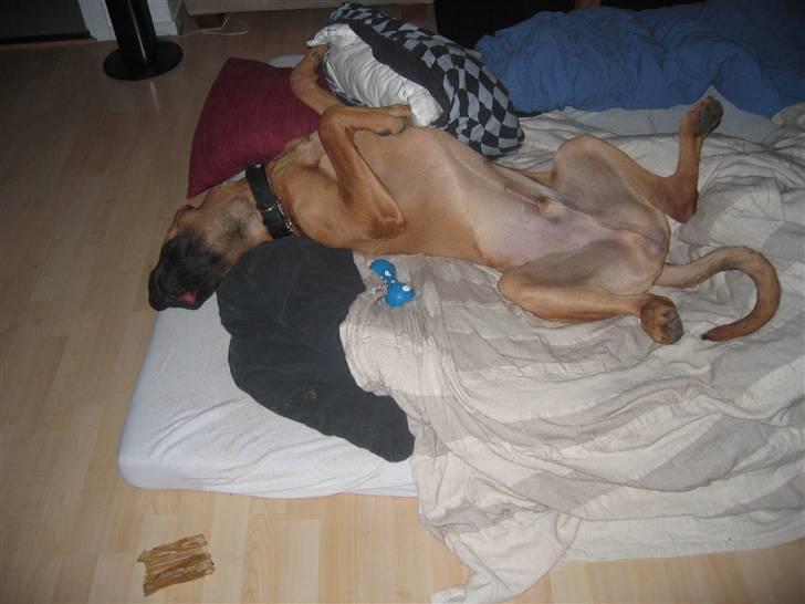 Broholmer Aslan - Ja, jeg er en magelig hund :)  billede 11