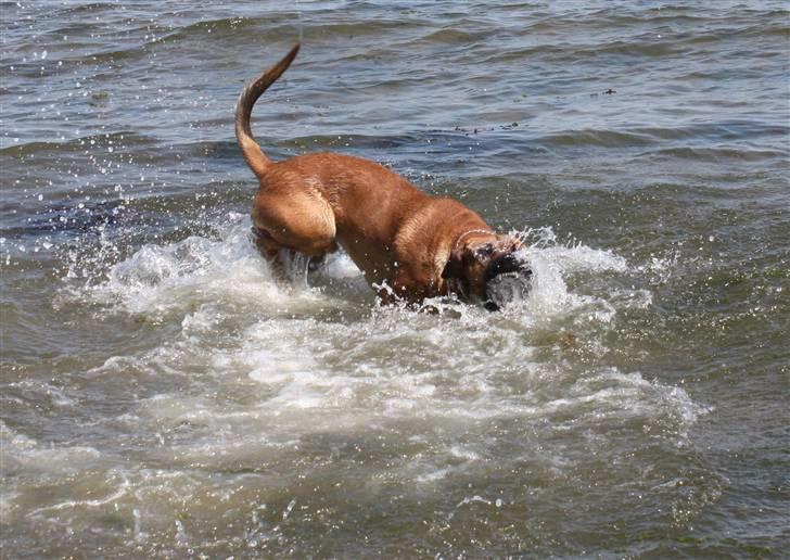 Broholmer Aslan - I skal ikke sprøjte på mig, jeg er stor og faaarrl....stor og...stor!  billede 12