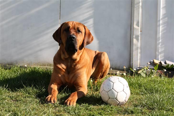 Broholmer Aslan - Mig og min aller bedste ven, Hr bold billede 13