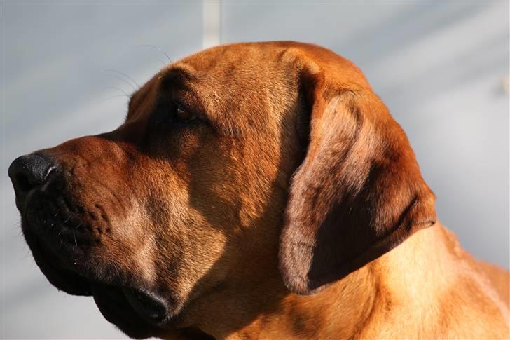 Broholmer Aslan - Dejlige Aslan <3  billede 14