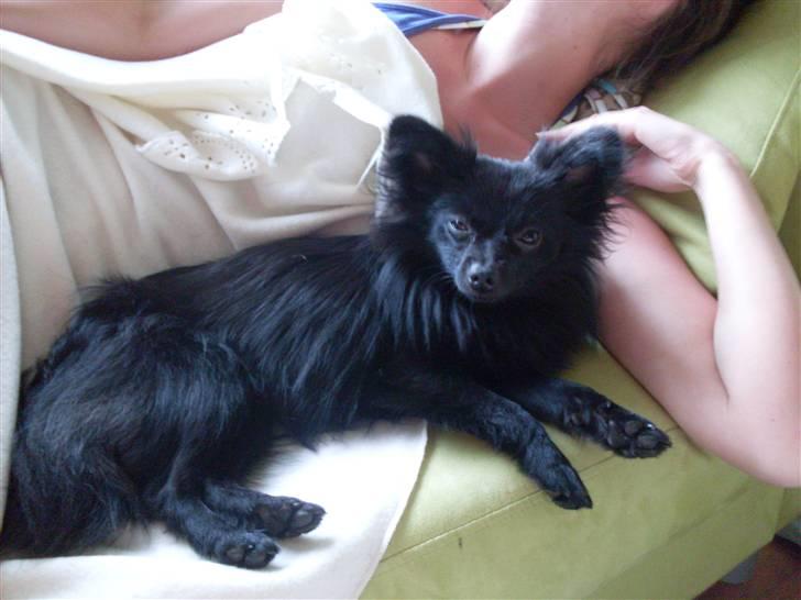 Pomeranian Mikkel billede 13