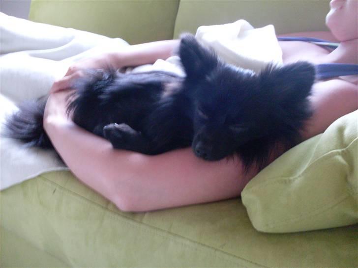 Pomeranian Mikkel billede 14