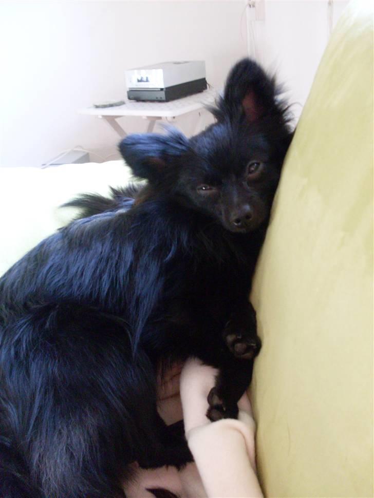 Pomeranian Mikkel billede 15