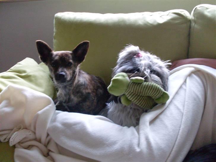 Blanding af racer Minnie billede 15