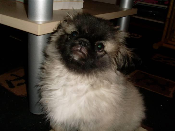 Pekingeser Holger billede 1